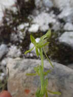 Image of Habenaria simplex Kraenzl.