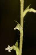 Image of Costa Rican lady's tresses