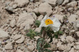 Image of flatbud pricklypoppy