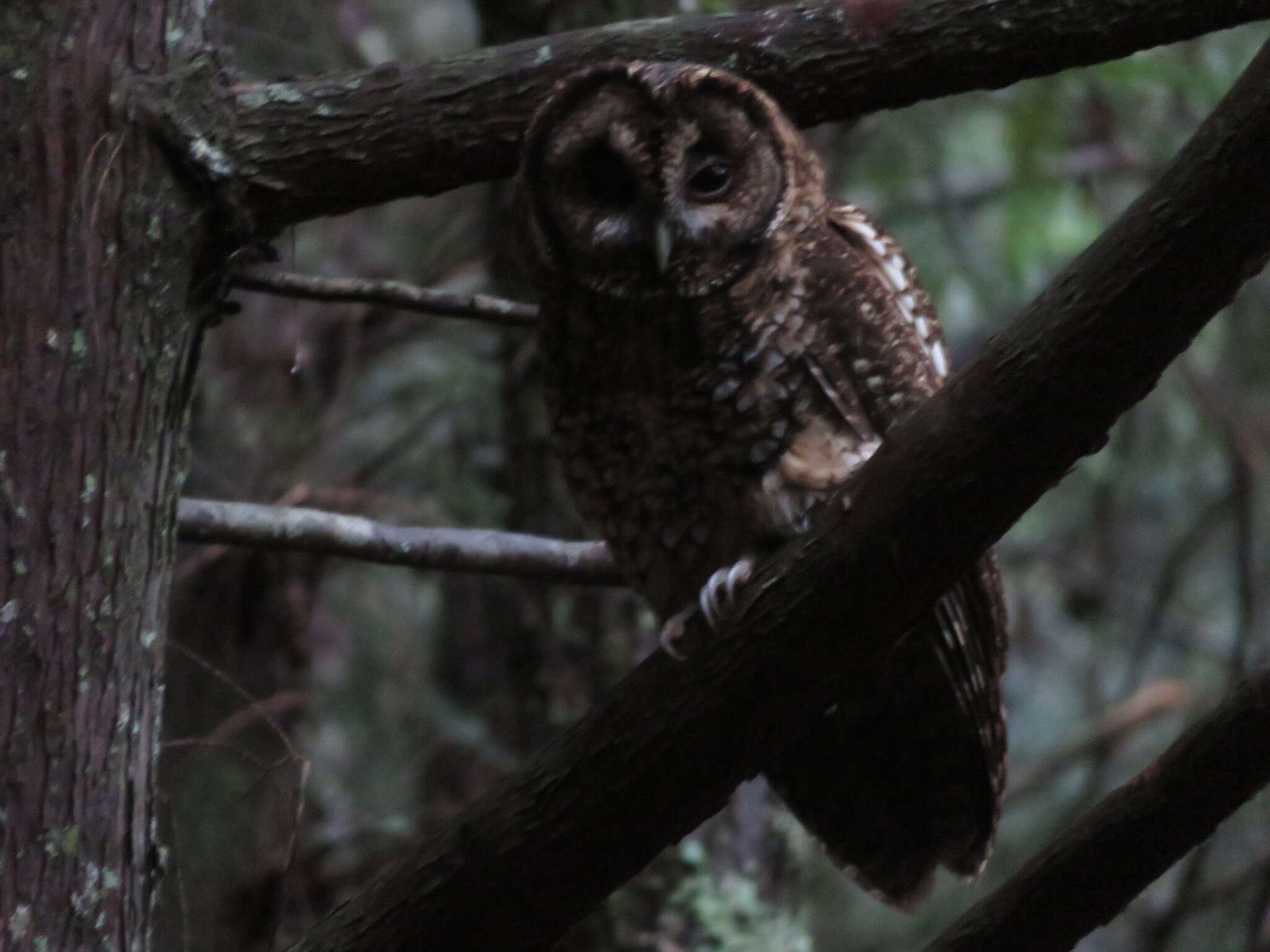 Image of Himalayan Owl