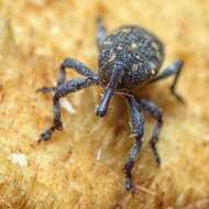 Image of Pissodes weevil