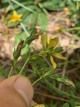 Image of Hypericum aethiopicum Thunb.