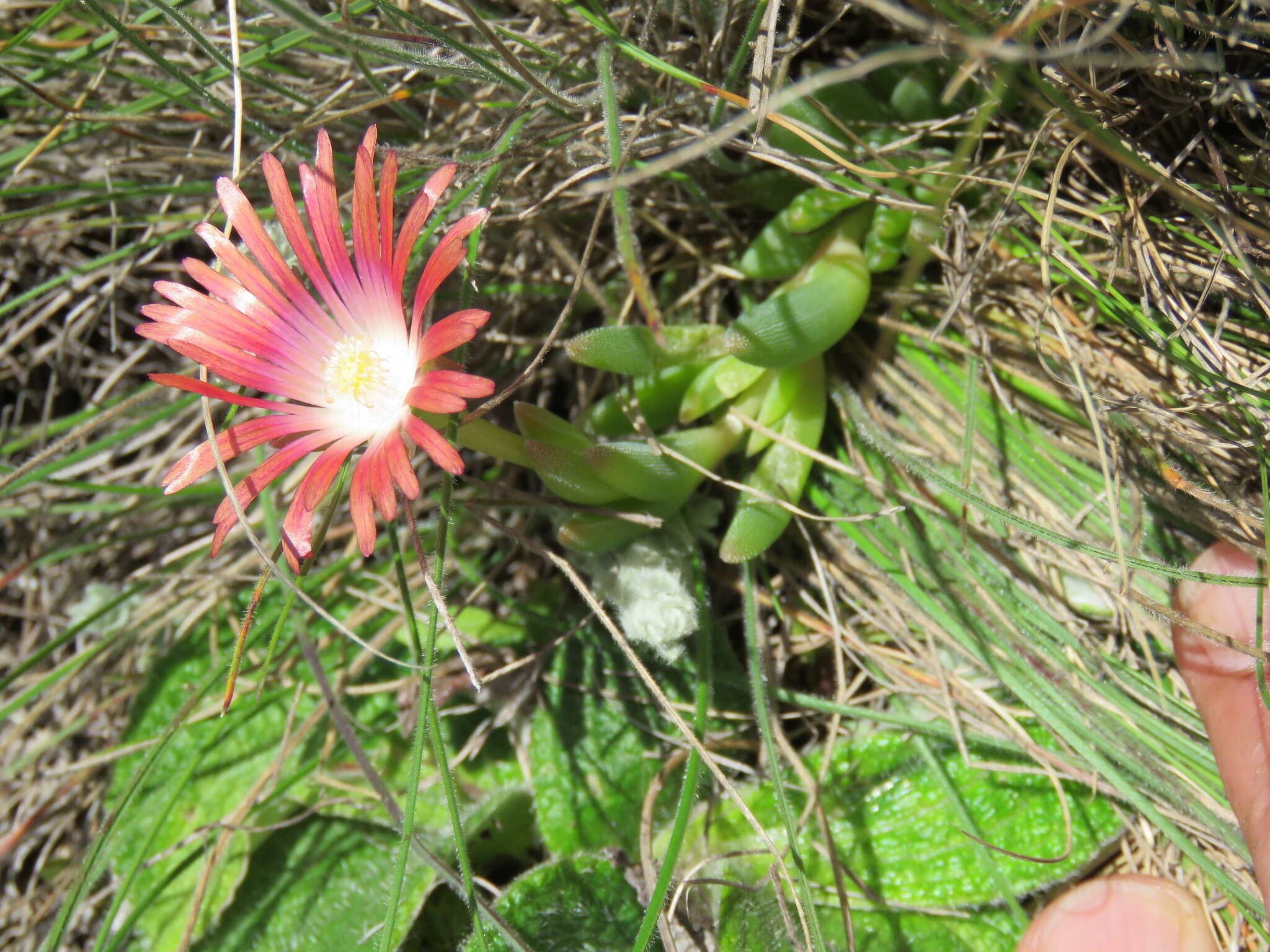 Delosperma dyeri L. Bol. resmi