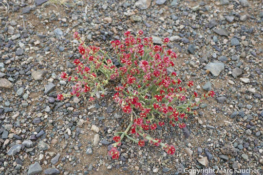 Image of Anabasis brevifolia C. A. Mey.