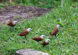 Image of White-headed Munia