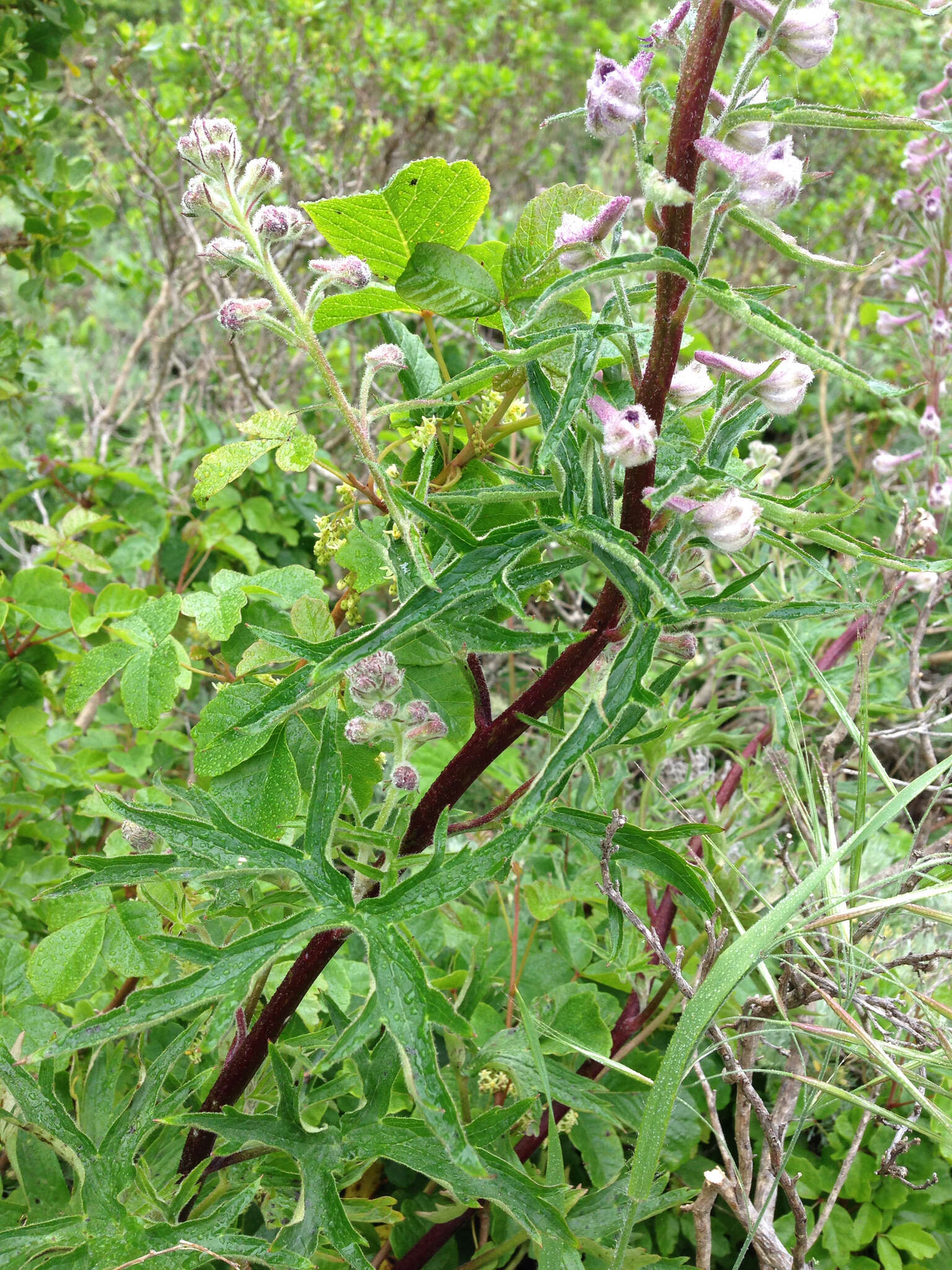 Image of California larkspur