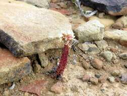 Image of Crassula alpestris subsp. alpestris