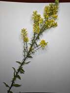 صورة Solidago hispida Muhl. ex Willd.