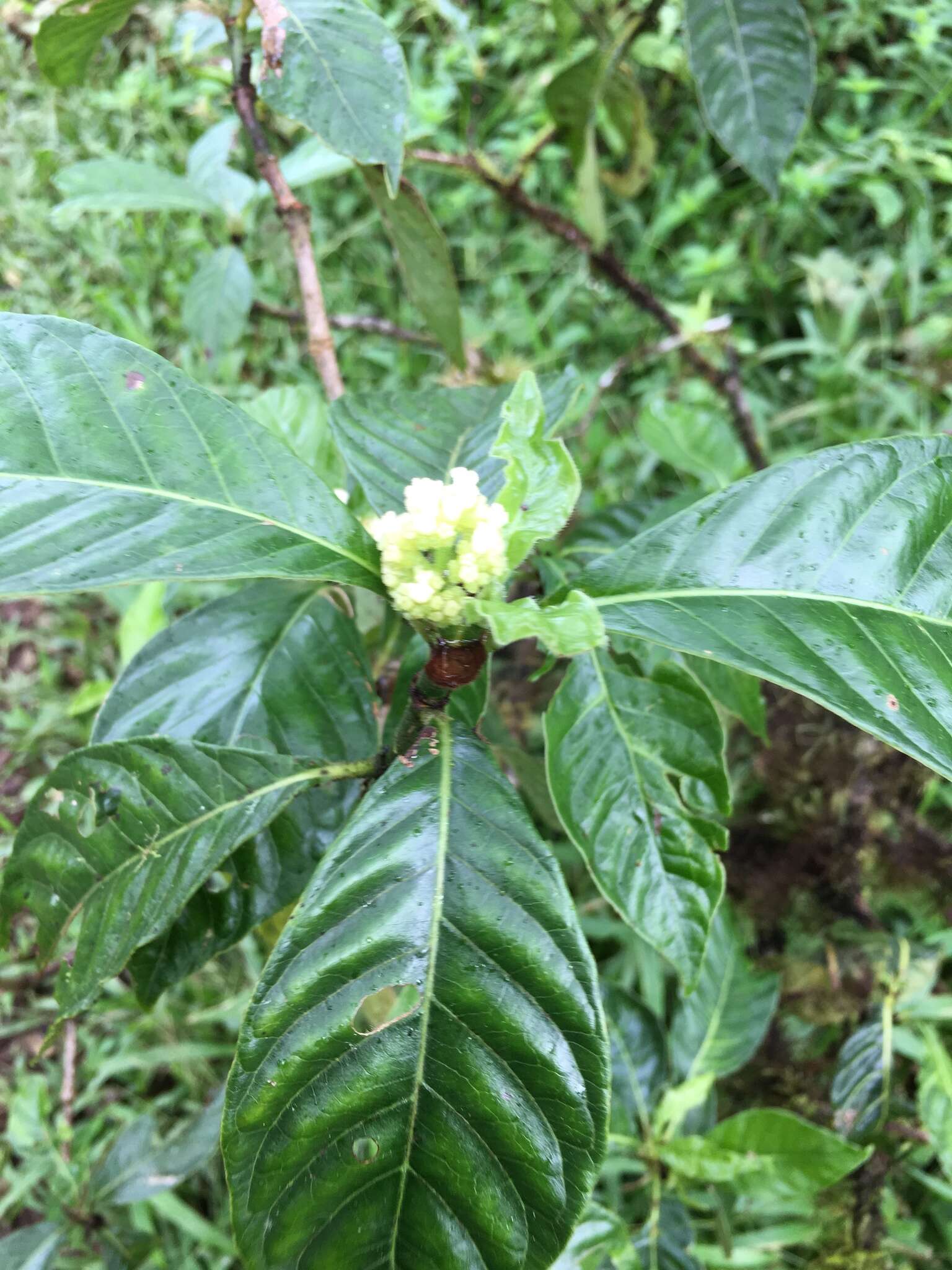 Image of Psychotria rufipes Hook. fil.