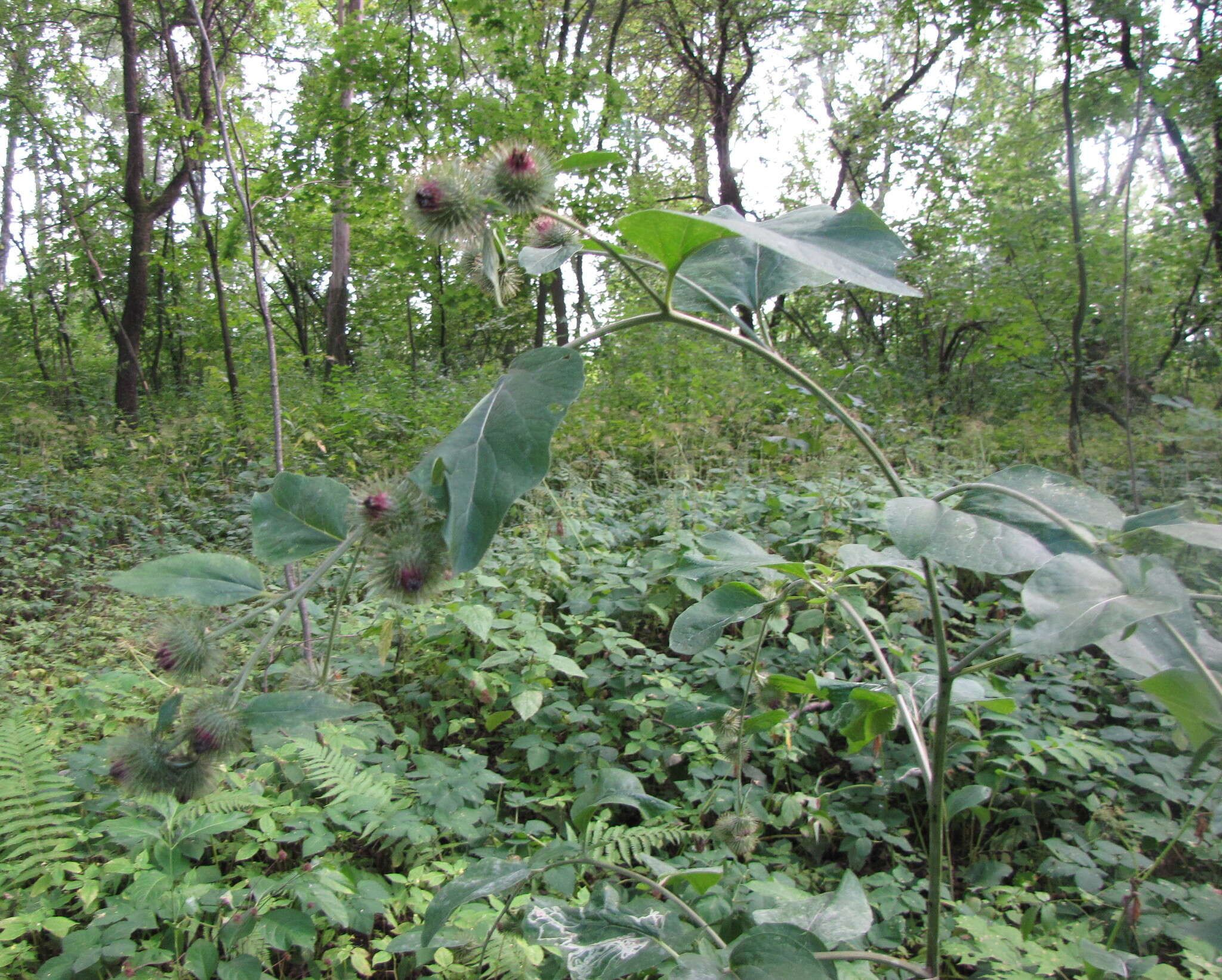 Image of Arctium nemorosum Lej.