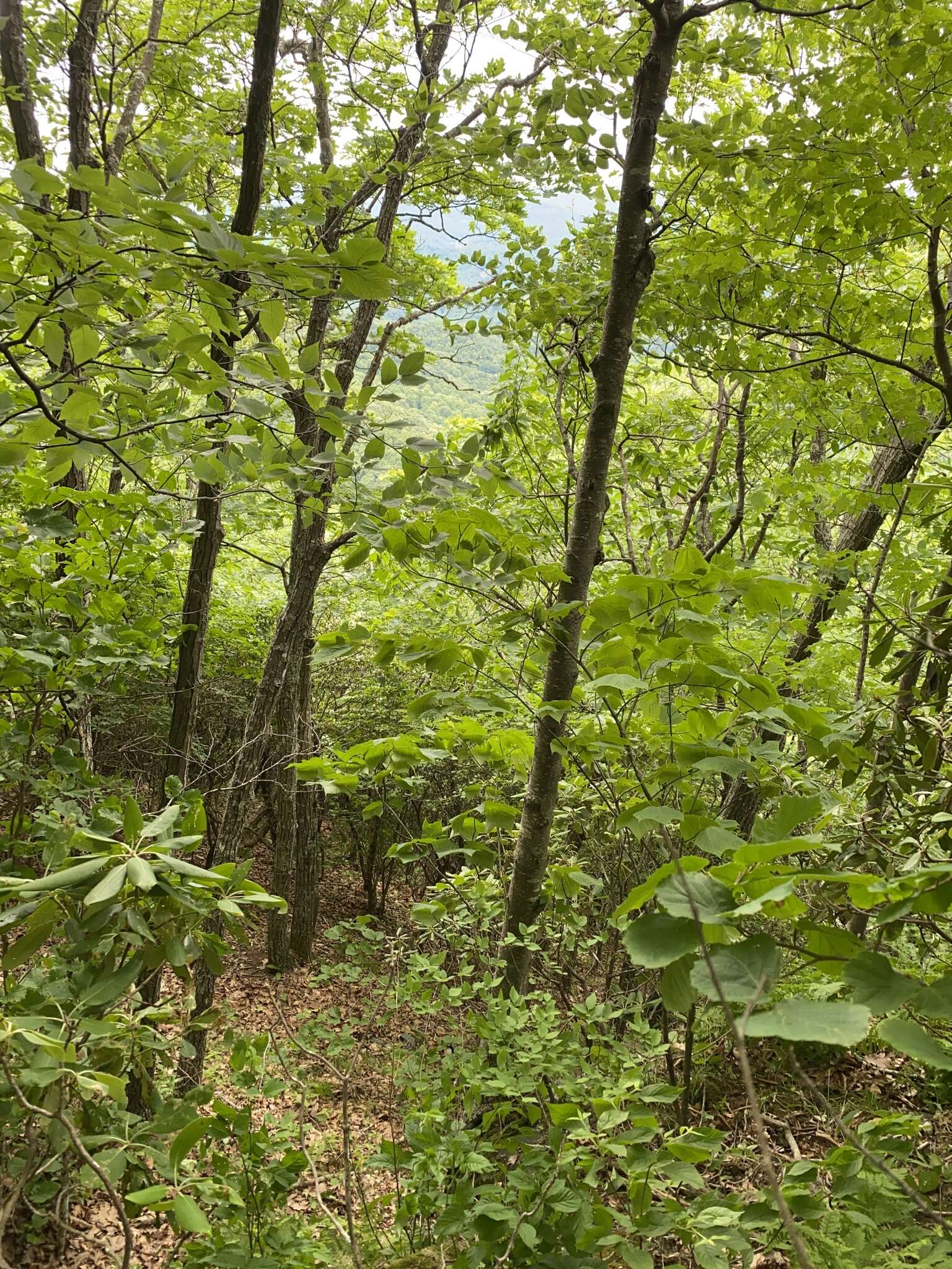 Image of Roan Mountain bluet