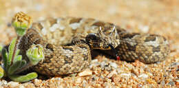 Image of Many-horned adder