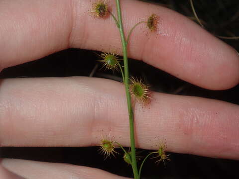 Imagem de Drosera prophylla