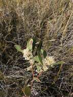 Image of Hakea florulenta Meissner