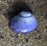 Image of bubble raft shell
