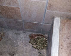 Image of European green toad