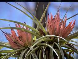 Image of Tillandsia carlsoniae L. B. Sm.