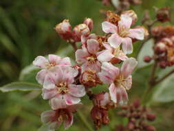 Image of Melochia odorata L. fil.