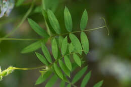 Image of Vicia vicina Clos