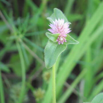 Image of pearly globe amaranth