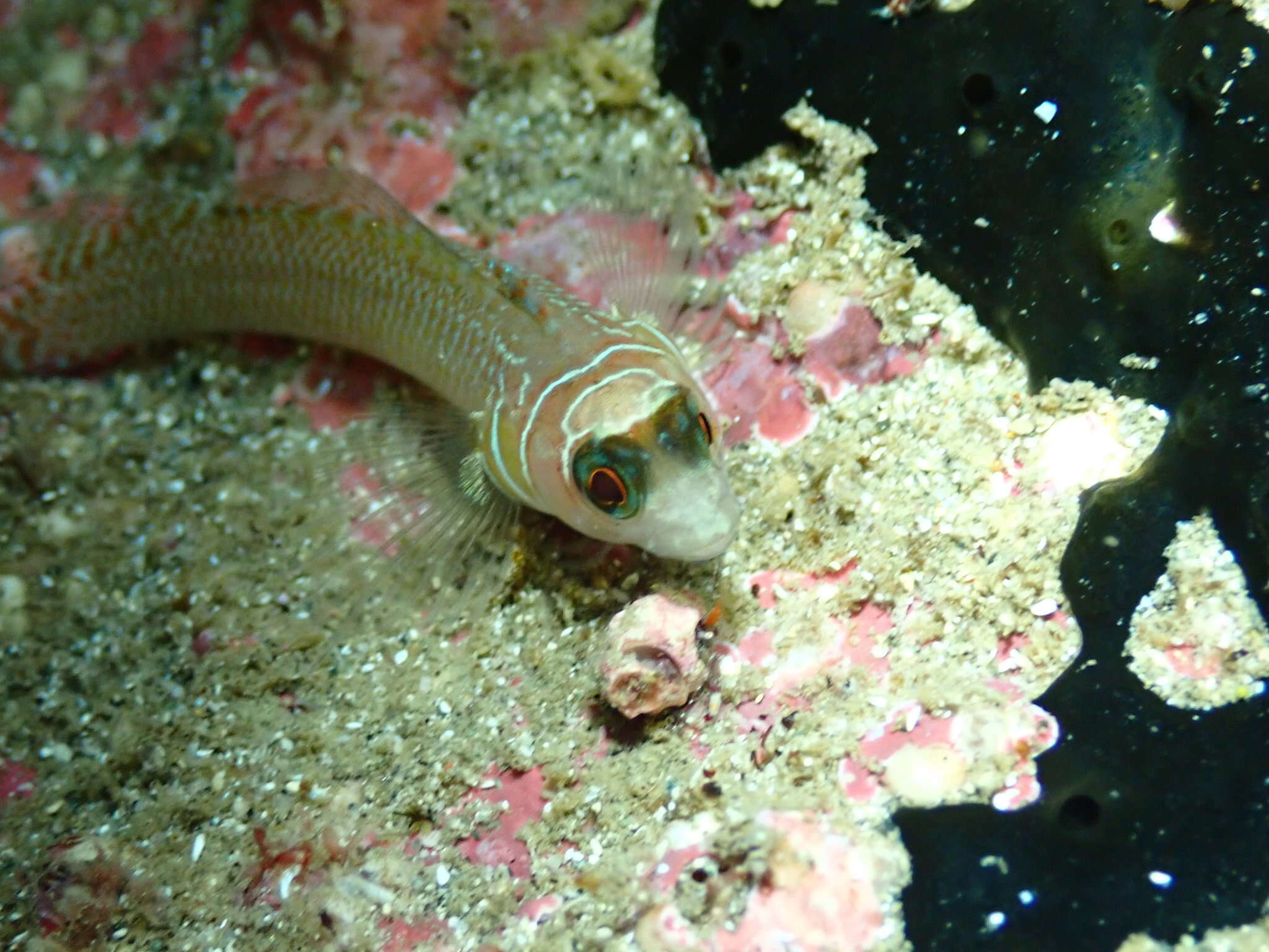 Image of Spectacled triplefin