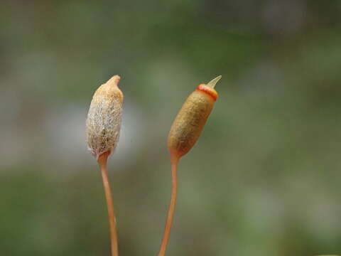 Image of pogonatum moss