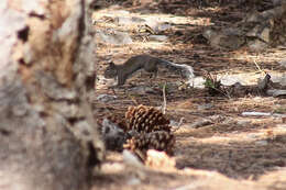 Image of Douglas's Squirrel