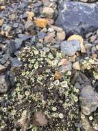 Image of cup lichen