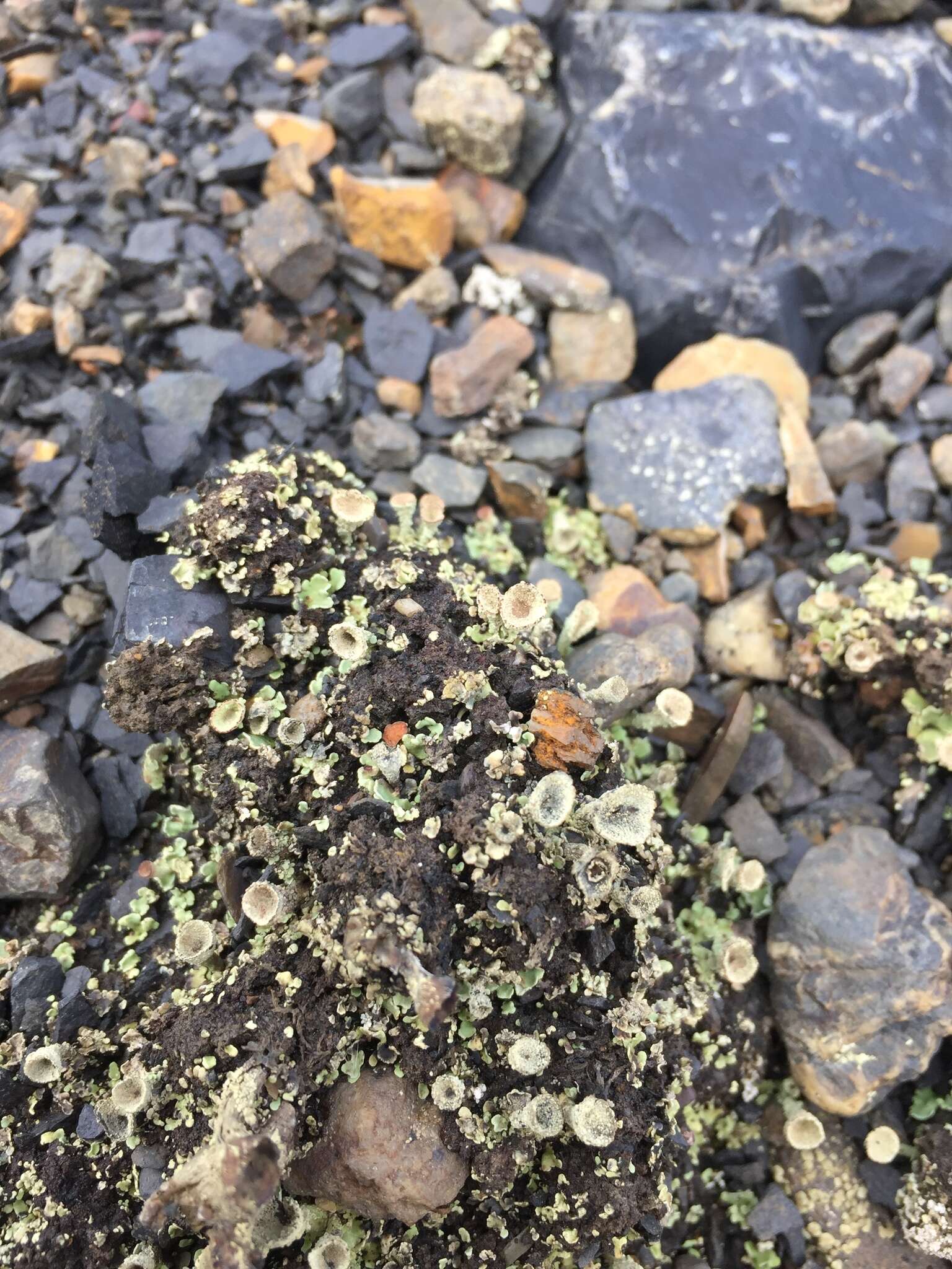 Image of cup lichen