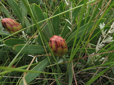 Image of Protea simplex E. Phillips