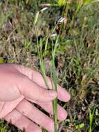 Sisyrinchium nashii E. P. Bicknell的圖片