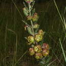 Sivun Pachycarpus grandiflorus subsp. tomentosus (Schltr) D. J. Goyder kuva