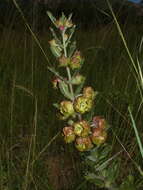 Sivun Pachycarpus grandiflorus subsp. tomentosus (Schltr) D. J. Goyder kuva