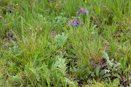 Image of Apache beardtongue