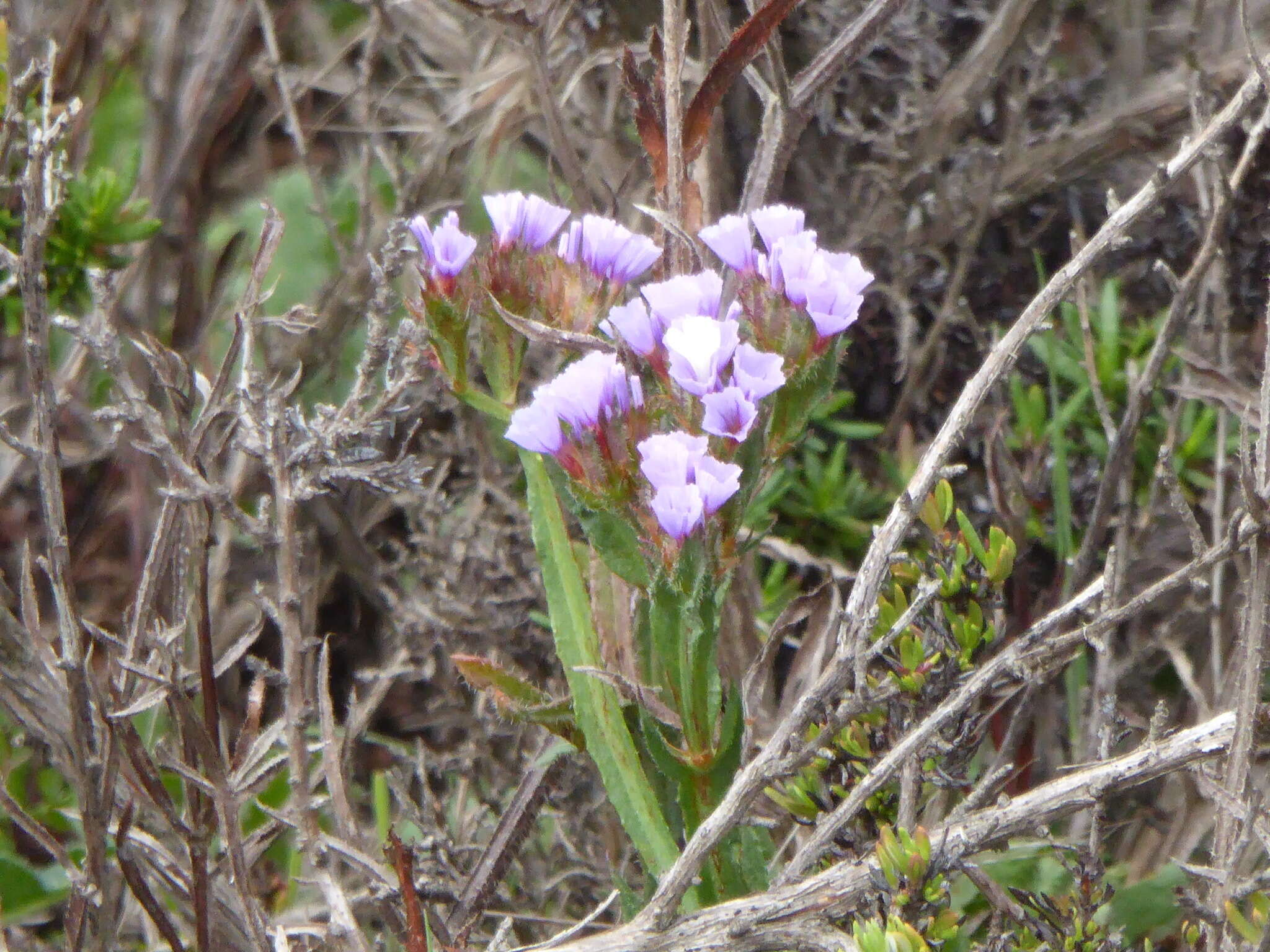 Imagem de Limonium sinuatum (L.) Miller