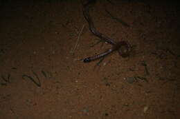 Image of Hooded Snake