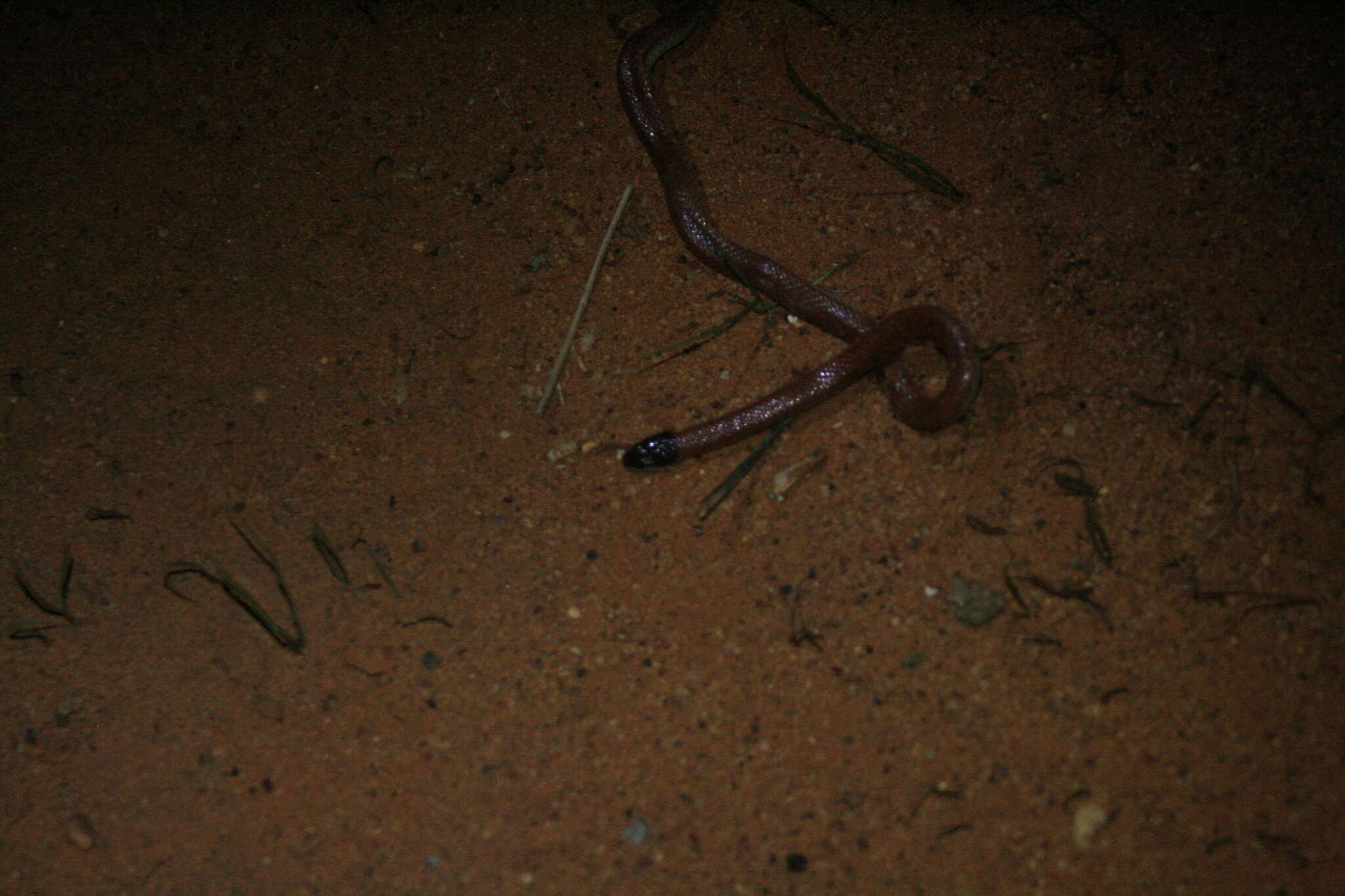 Image of Hooded Snake