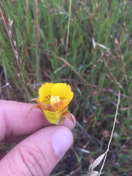 Image of yellow mariposa lily