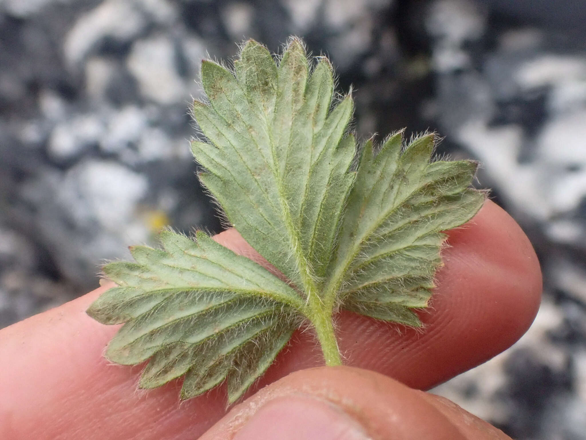 Image of Potentilla hyparctica Malte