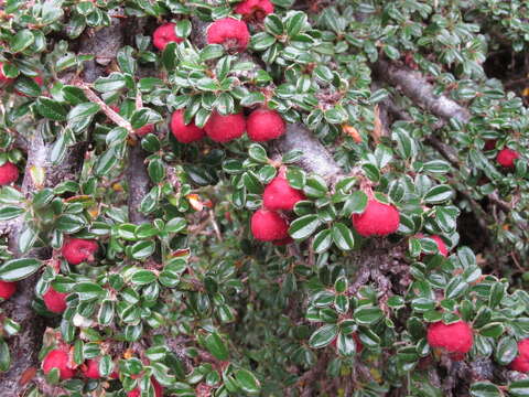 Imagem de Cotoneaster microphyllus Wall. ex Lindl.