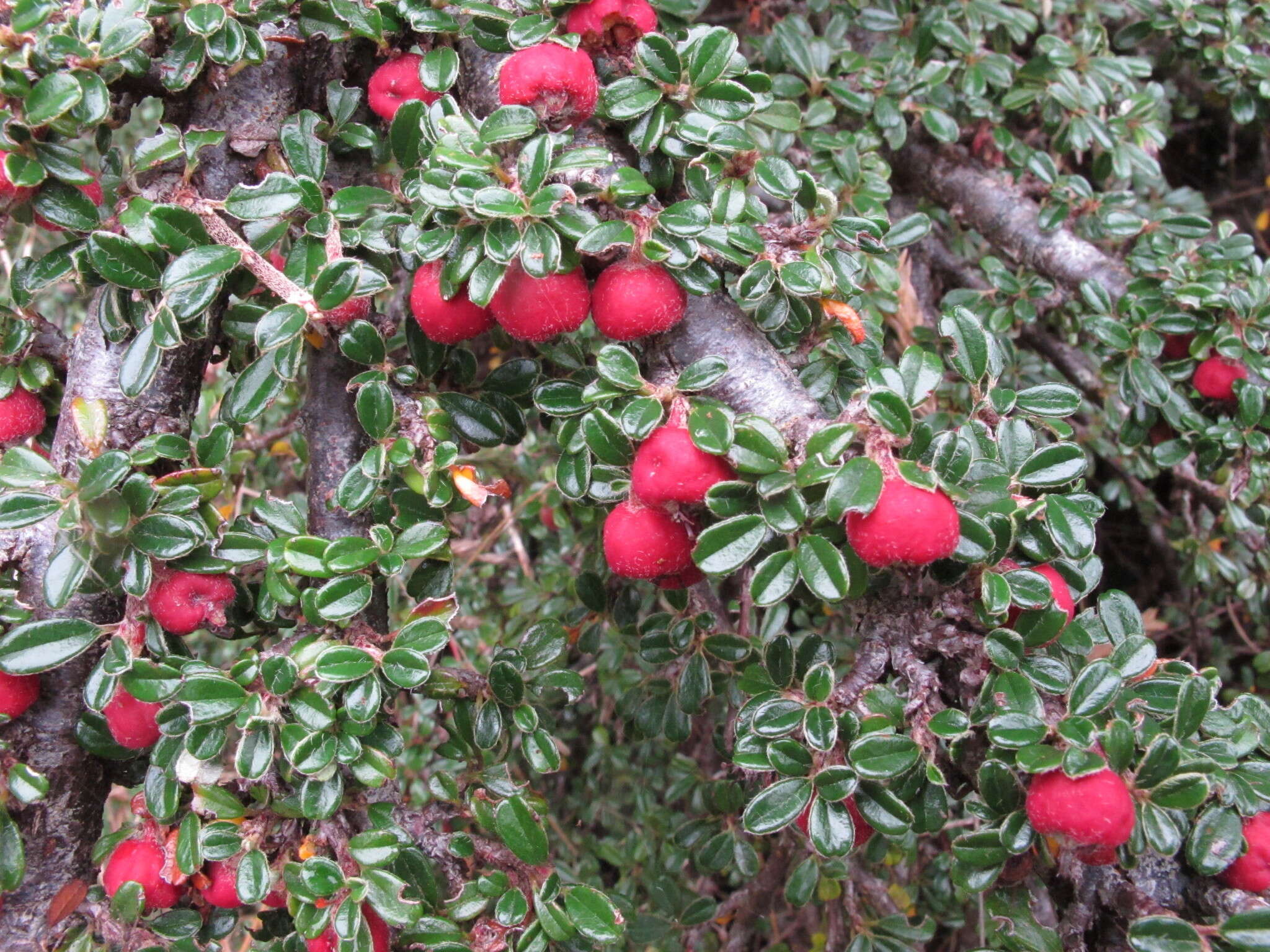 Image of Chinese rockspray