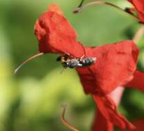 Sivun Hylaeus heraldicus (Smith 1853) kuva