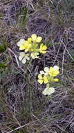 Image of Erysimum flavum (Georgi) Bobrov