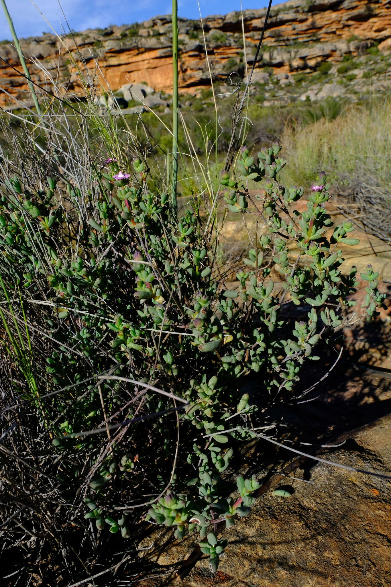 Ruschia lapidicola L. Bol. resmi