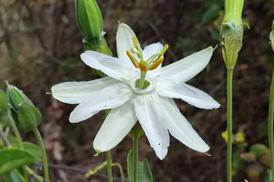 Passiflora peduncularis Cav.的圖片