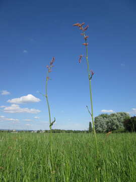 Image of Common Sorrel