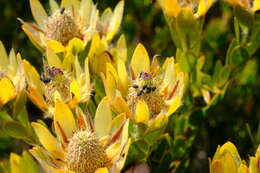 Image of Leucadendron nervosum Phillips & Hutchinson