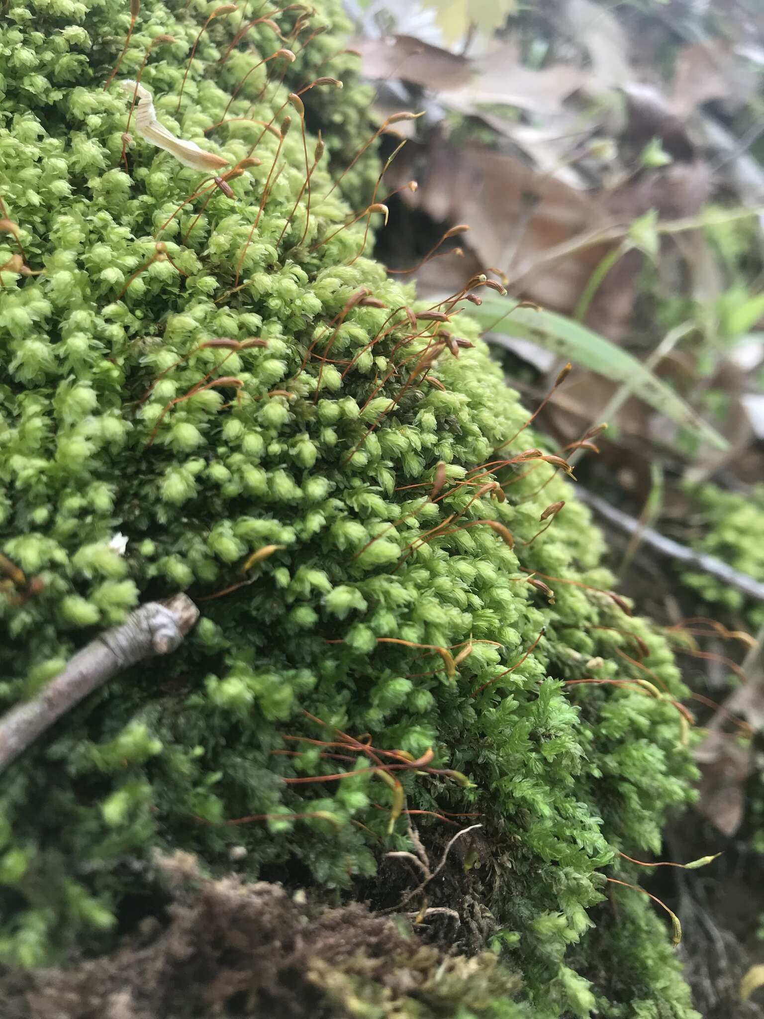 Image of aulacomnium moss