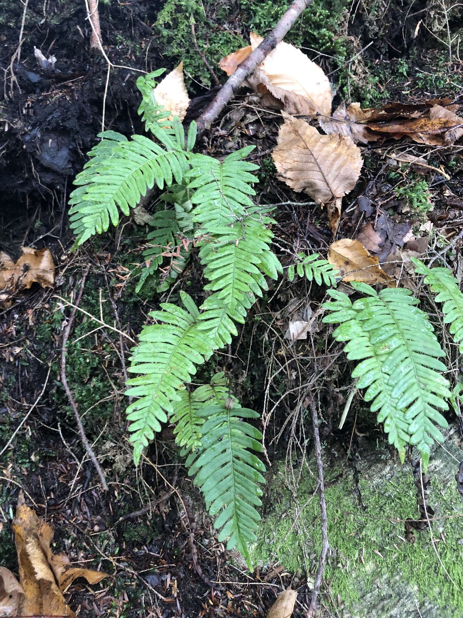 Polypodium appalachianum Haufler & Windham的圖片