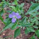 Image of Barleria galpinii C. B. Cl.